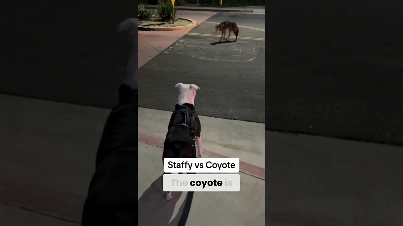 Coyote Tries to Lure American Terrier Into a Trap! 🐺🐕⚠️