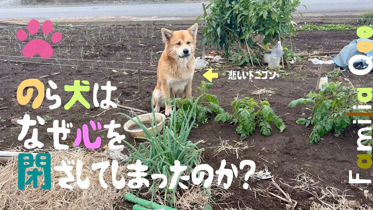 のら犬はなぜ心を閉ざしてしまったのか?【M.ダックスと近所ののら犬】