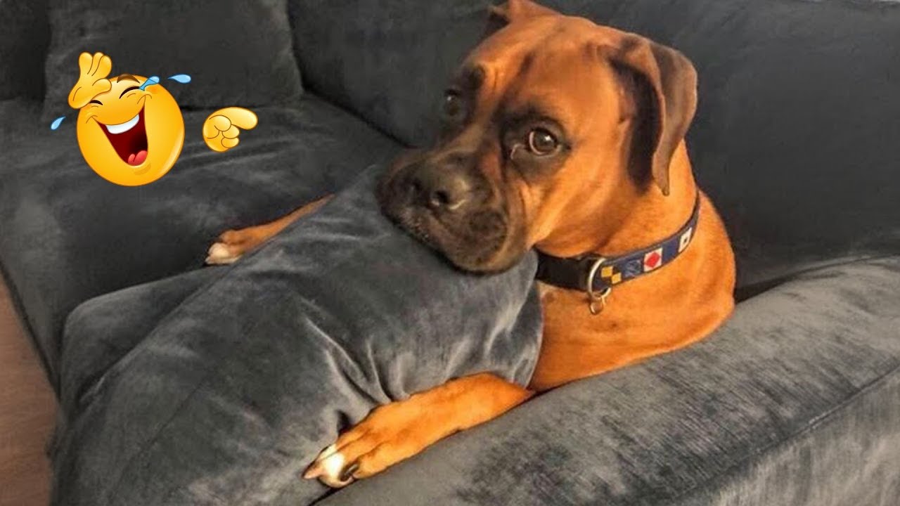 You Can’t Stop Laughing At These Dogs 🤣 FUNNIEST DOGS Video 2026