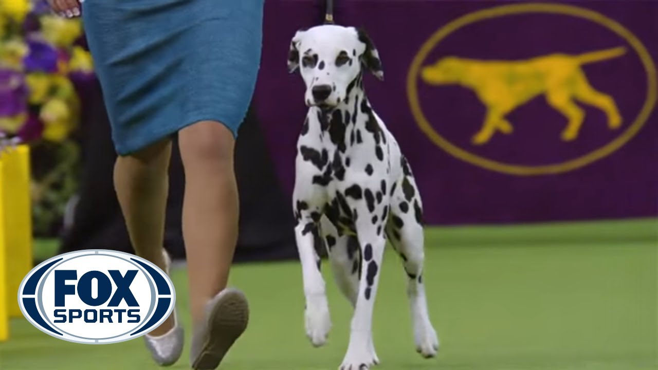 Meet the Non-Sporting Group | WESTMINSTER DOG SHOW (2018) | FOX SPORTS