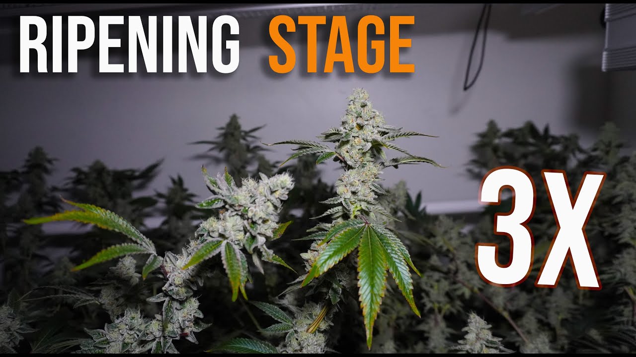 Nutrient Dosage in RDWC Vs Coco Ebb & Flow  - Floraflex