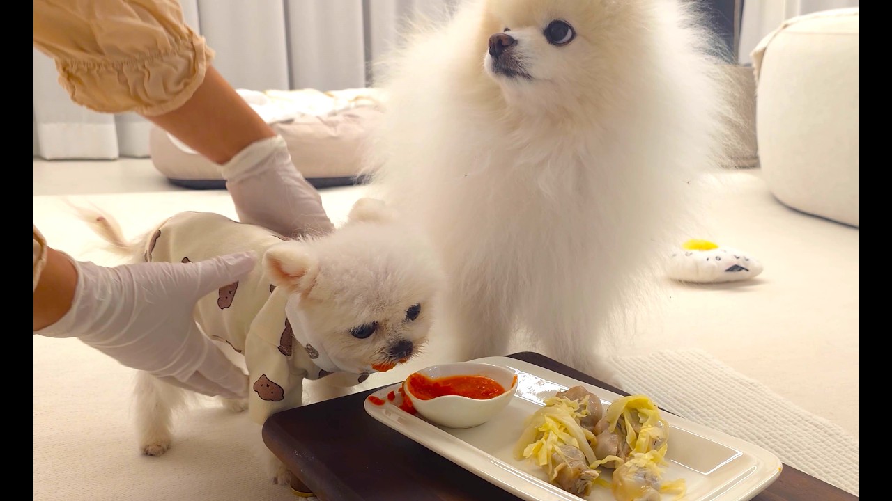 100-летний щенок – единственный в своем роде! С удовольствием ест куриные ножки и принимает лекарств