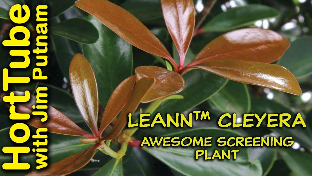 LeAnn&trade; Cleyera in 2 Minutes - Awesome Screening Plant