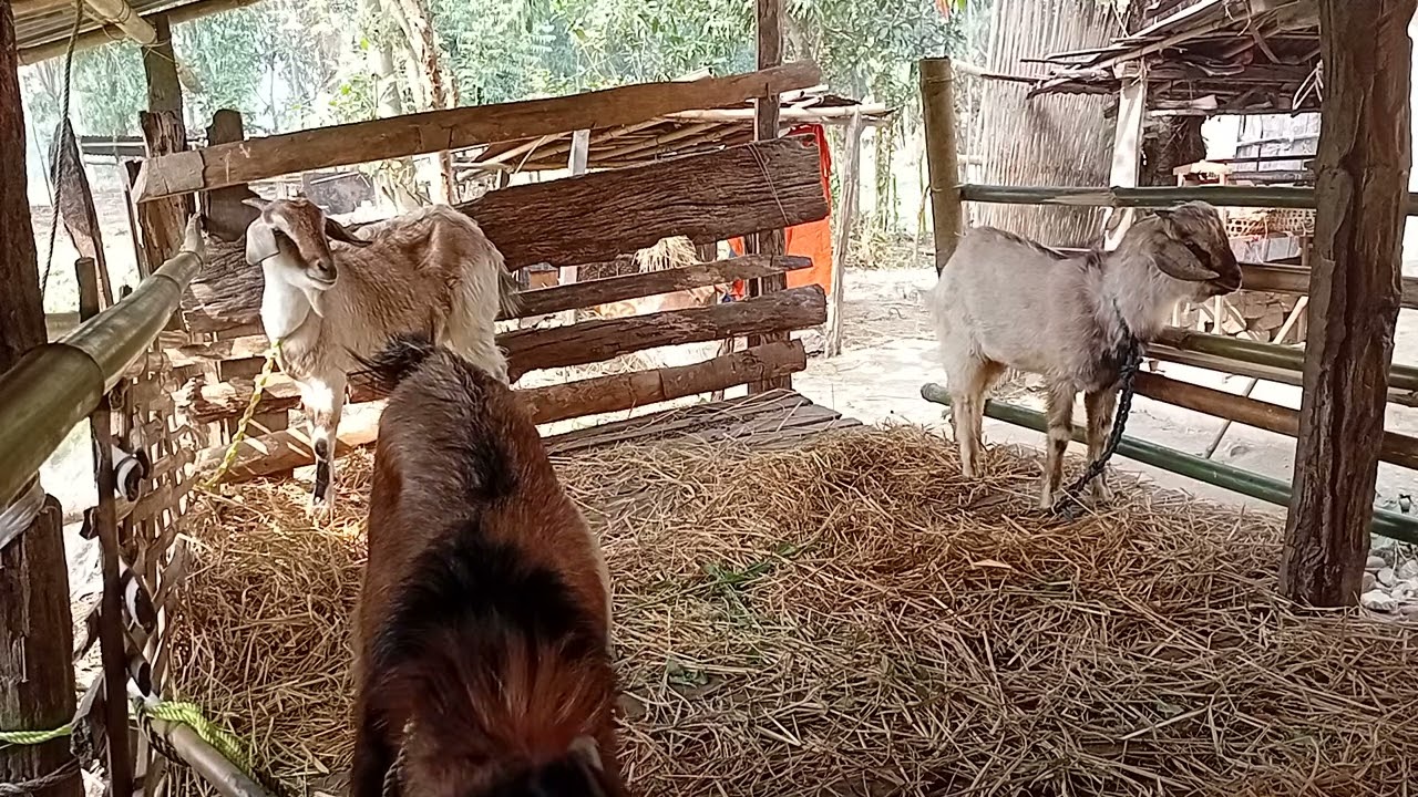 Goats and nature sounds asmr