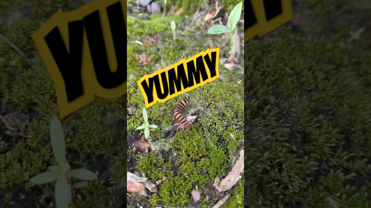 The Caterpillar is Busily eating #nature #wonders #creations #wildlife #caterpillar
