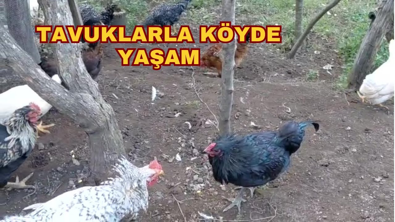 Tavuklarla Doğal Yaşam | Köyde Özgürce Gezen Tavuklar 🐔🌿
