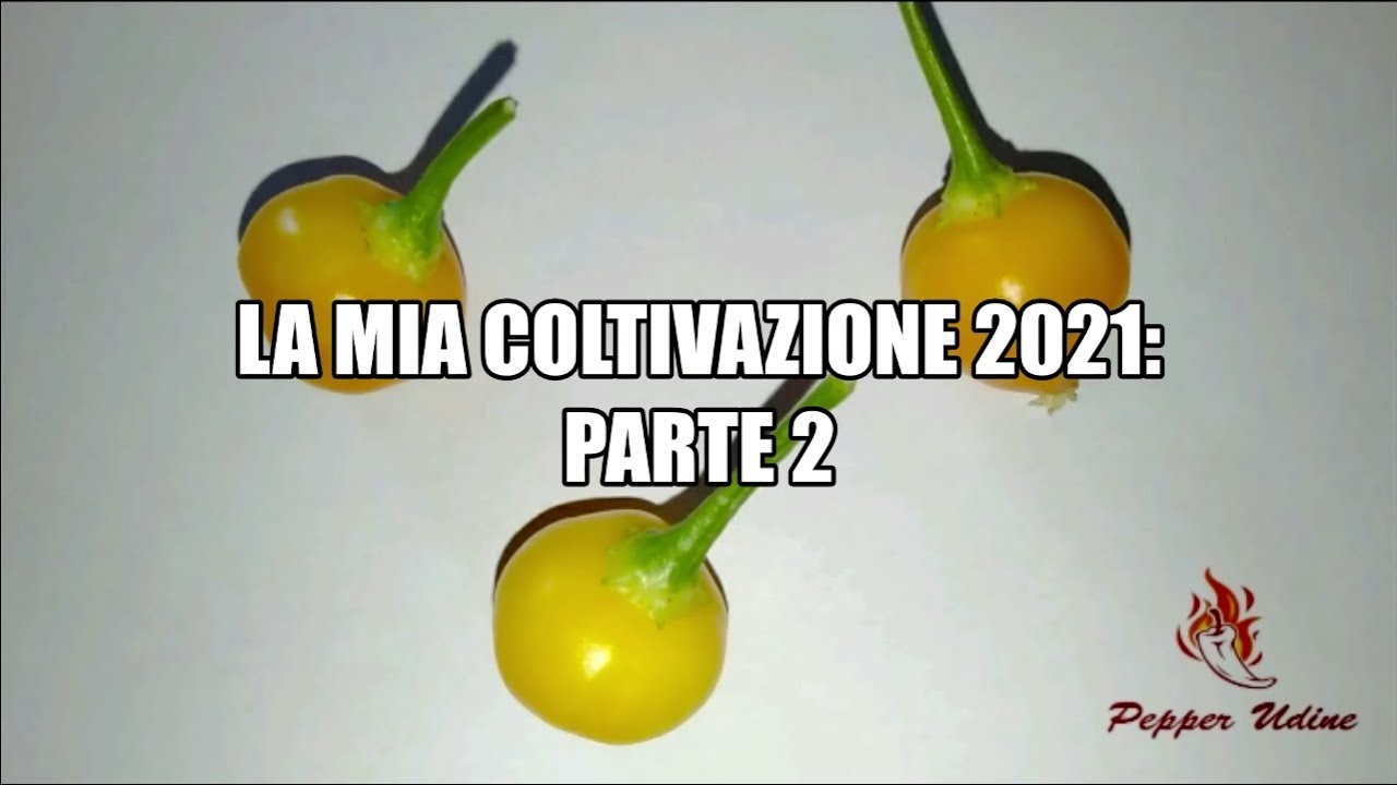LA MIA COLTIVAZIONE 2021: PARTE 2, PIRIZ!!!