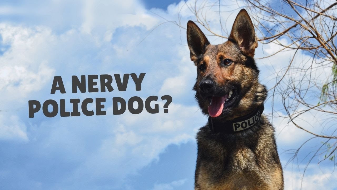 Only Nervy Dogs Vocalize During Bite Work | Grassroots K9