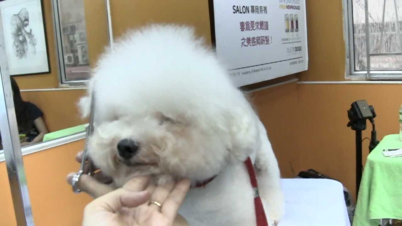 2012日本SDS高級寵物美容示範 Vol 2