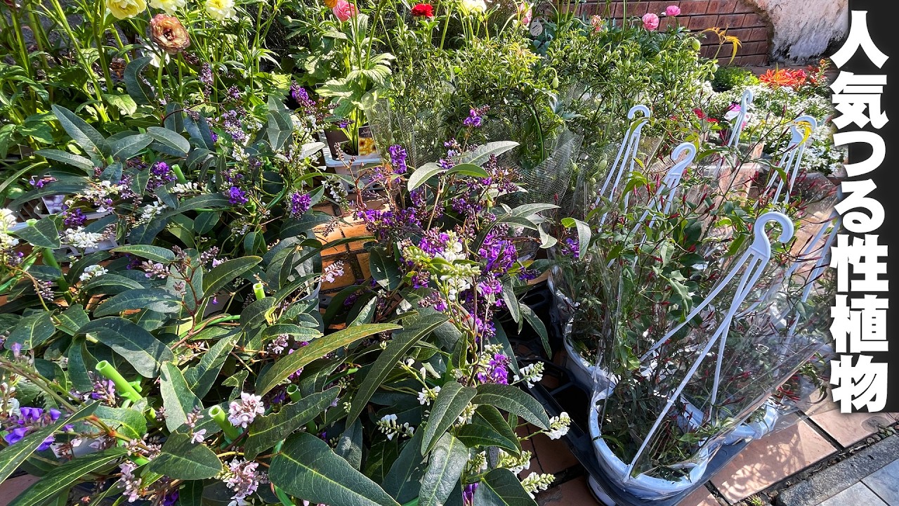 【もう無くなるよ！今すぐ買って】つる性の人気植物「ハーデンベルギア」「蕾のハゴロモジャスミン」は3月に入ると減ってくるよ【園芸】【ガーデニング】