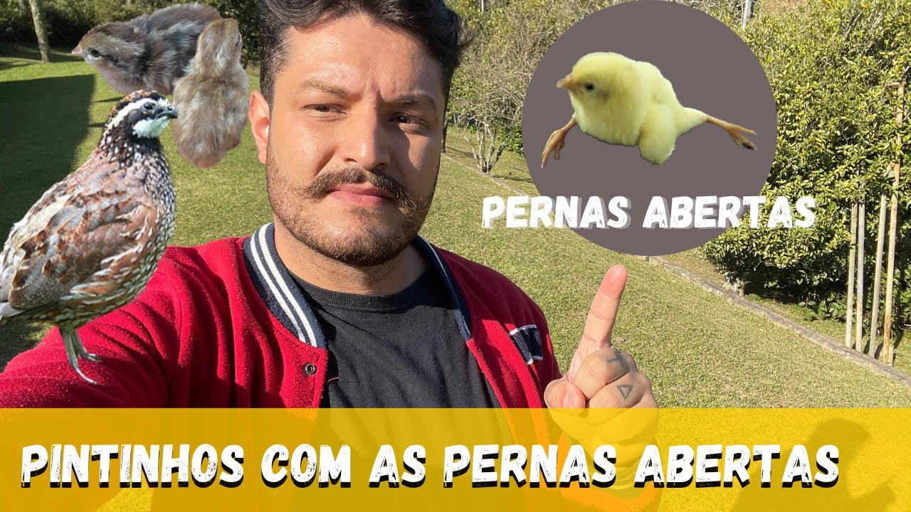 Pintinhos com as pernas abertas, o que fazer? / Filhotes de Bob White e muito mais.