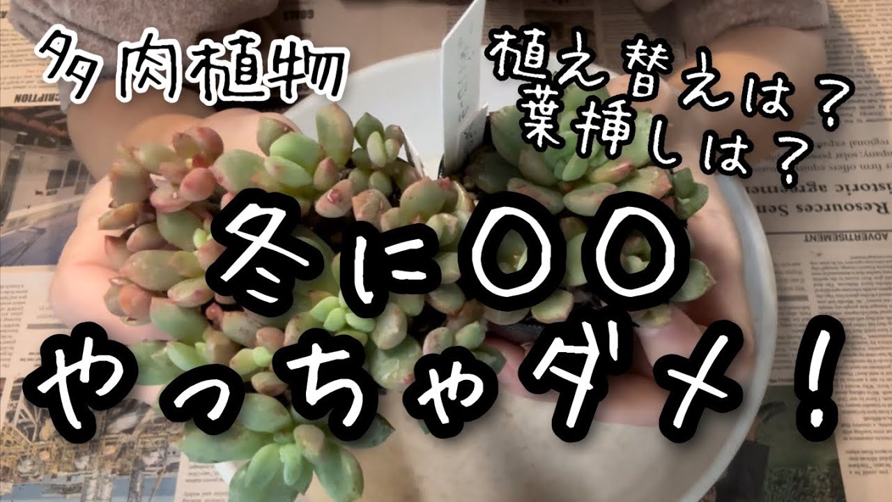 【多肉植物】冬にやっても良い事、だめな事！