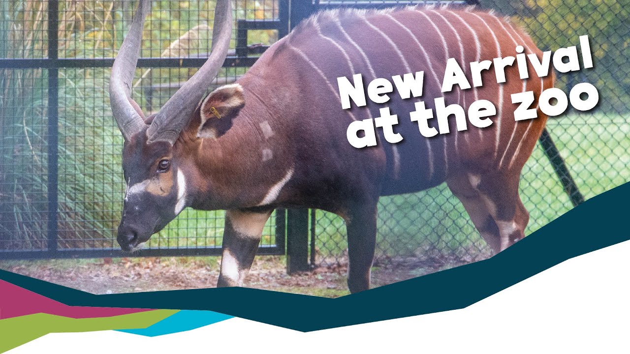 Eastern Bongo Arrives at Paignton Zoo!