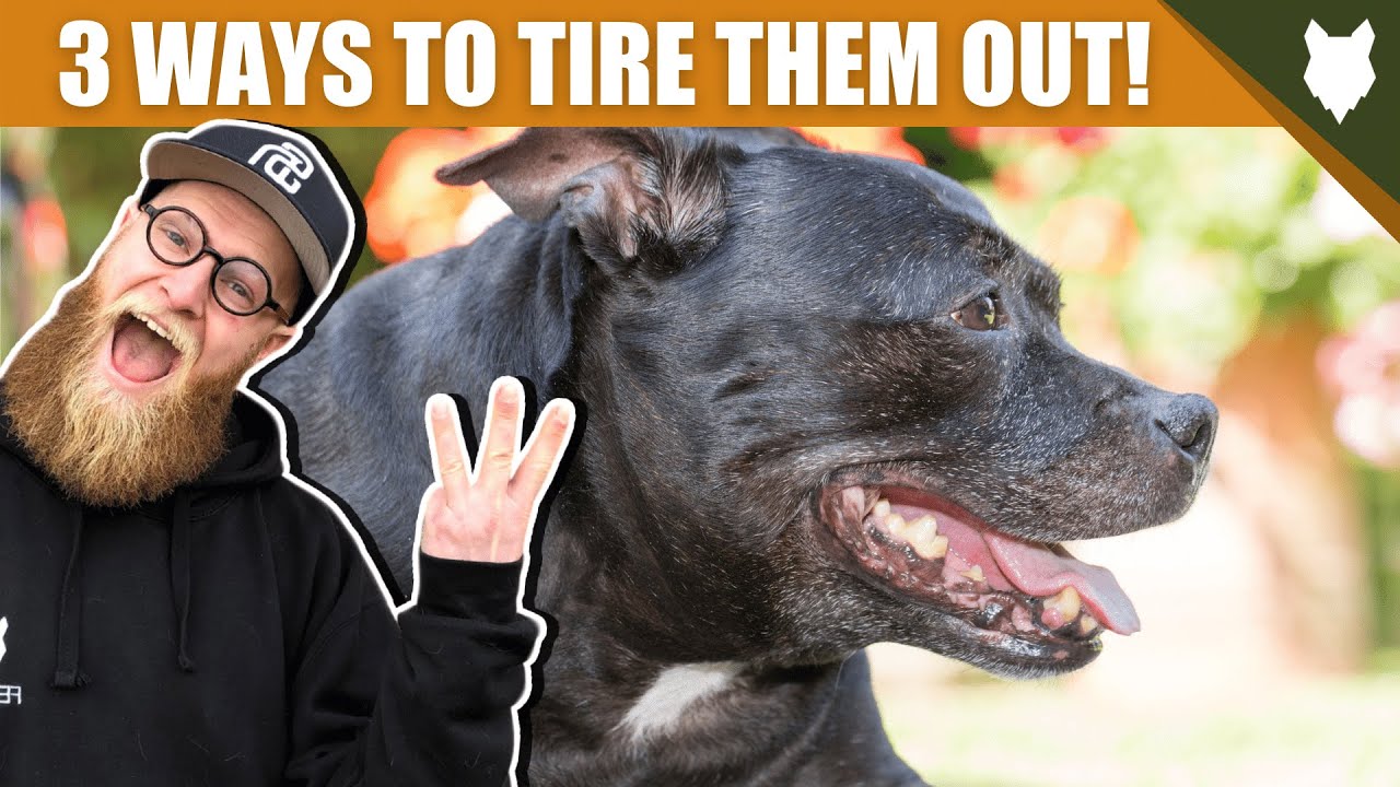 3 Tips To Tire Out Your STAFFORDSHIRE BULL TERRIER Puppy