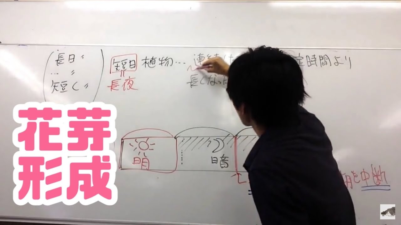 花芽形成（短日植物・長日植物・光中断について）　高校生物