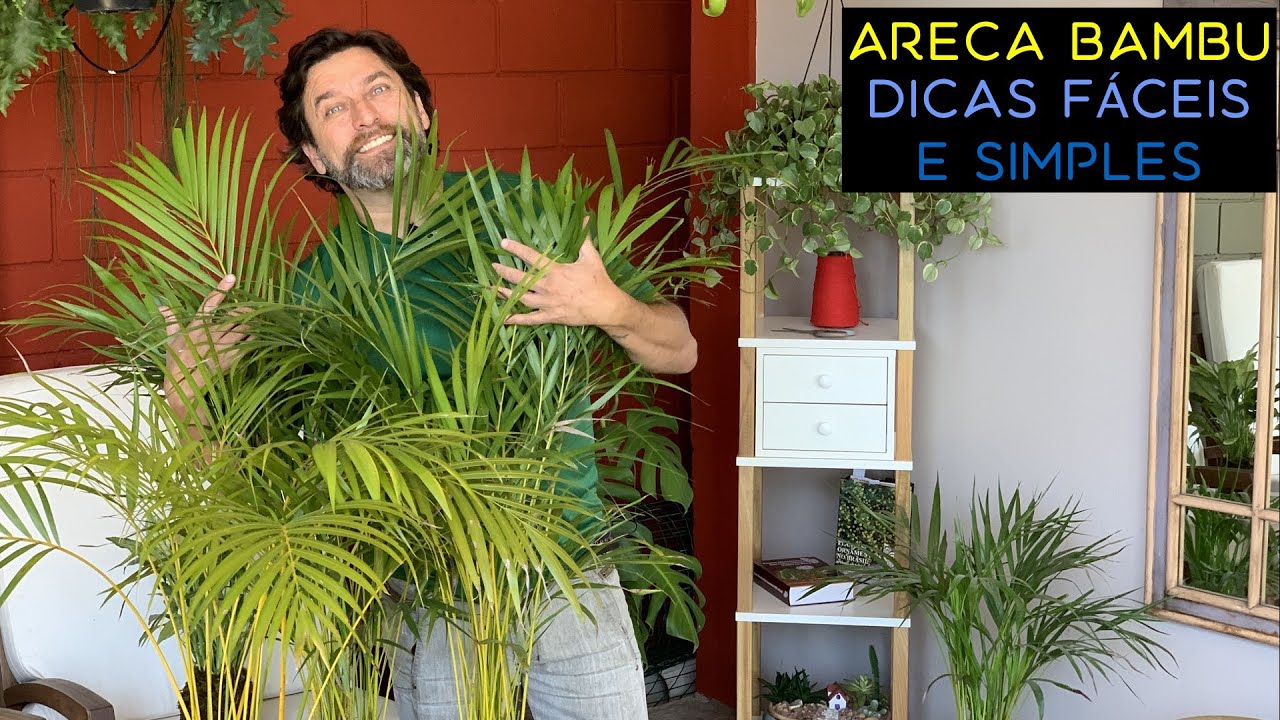 Areca Bambu Dicas Simples e Fáceis