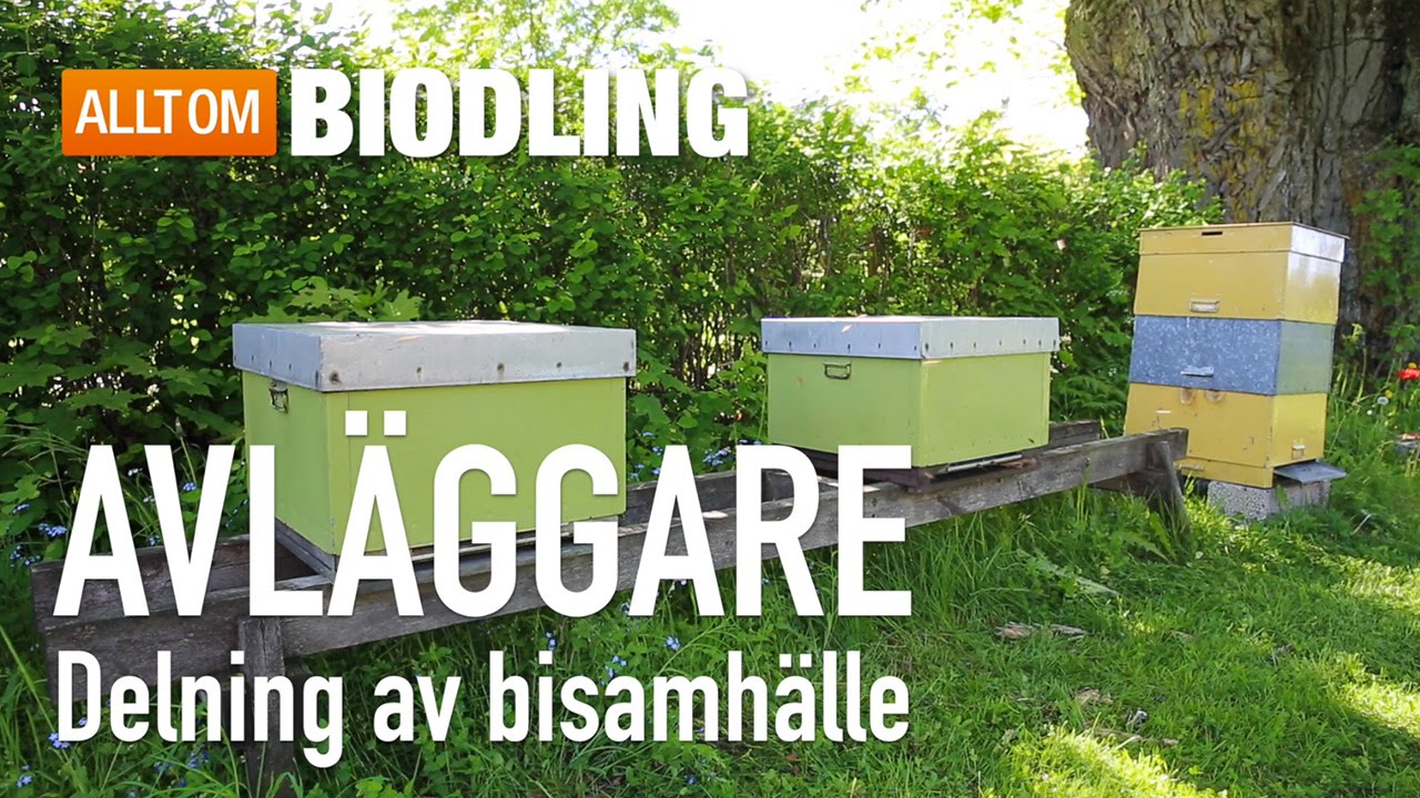 Avläggare - Delning av bisamhälle