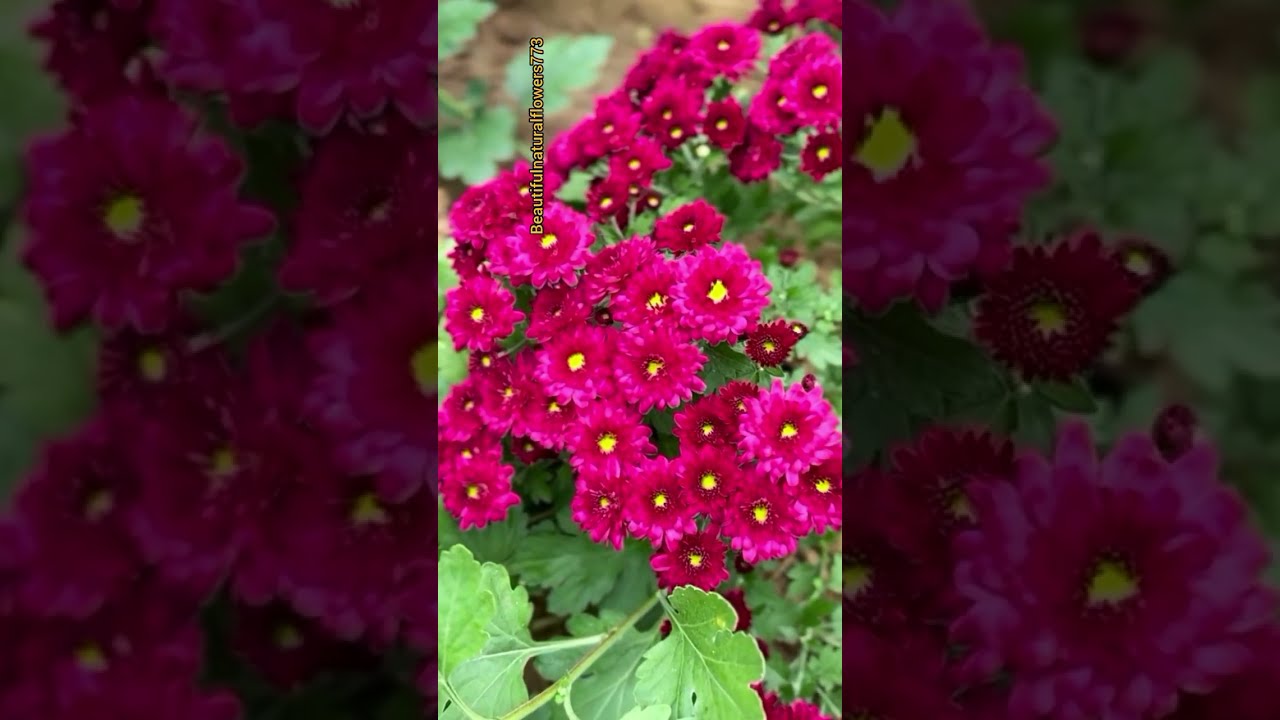 beautiful flower garden tour 😍#naturalflowers
