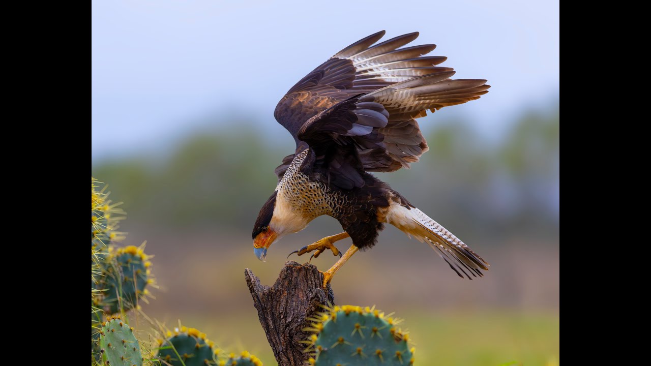 Birds of Southern Texas (4K UHD)