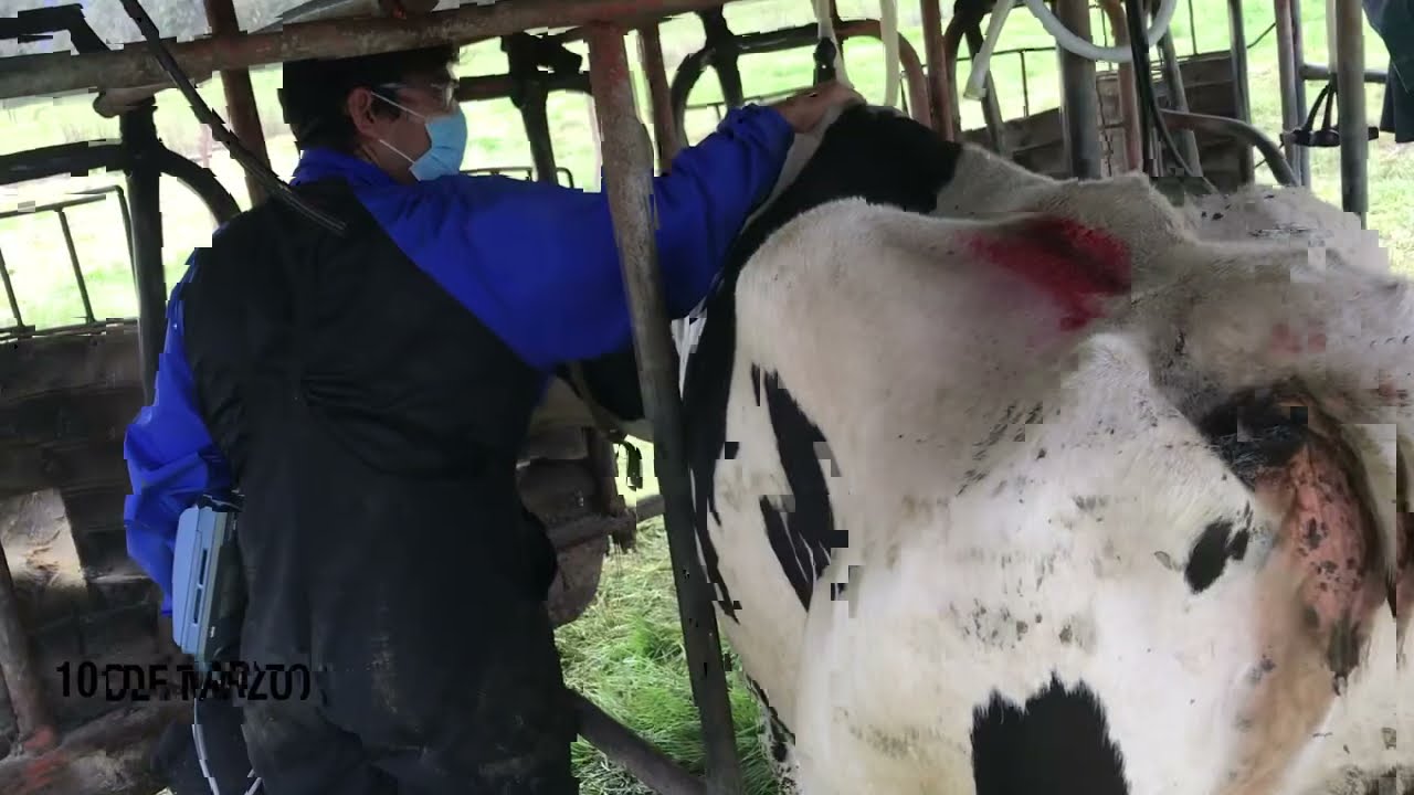 Reticulo peritonitis traumatica // Hardware disease Vlog # 95