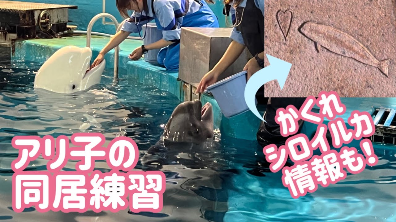 【今日のシロイルカ速報】アリ子とナスチャの同居＆かくれシロイルカ情報【しまね海洋館アクアス】