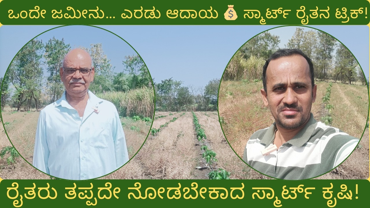 ರೈತರು ತಪ್ಪದೇ ನೋಡಬೇಕಾದ ಸ್ಮಾರ್ಟ್ ಕೃಷಿ! ಒಂದೇ ಜಮೀನು… ಎರಡು ಆದಾಯ 💰 ಸ್ಮಾರ್ಟ್ ರೈತನ ಟ್ರಿಕ್! #farming #krishi