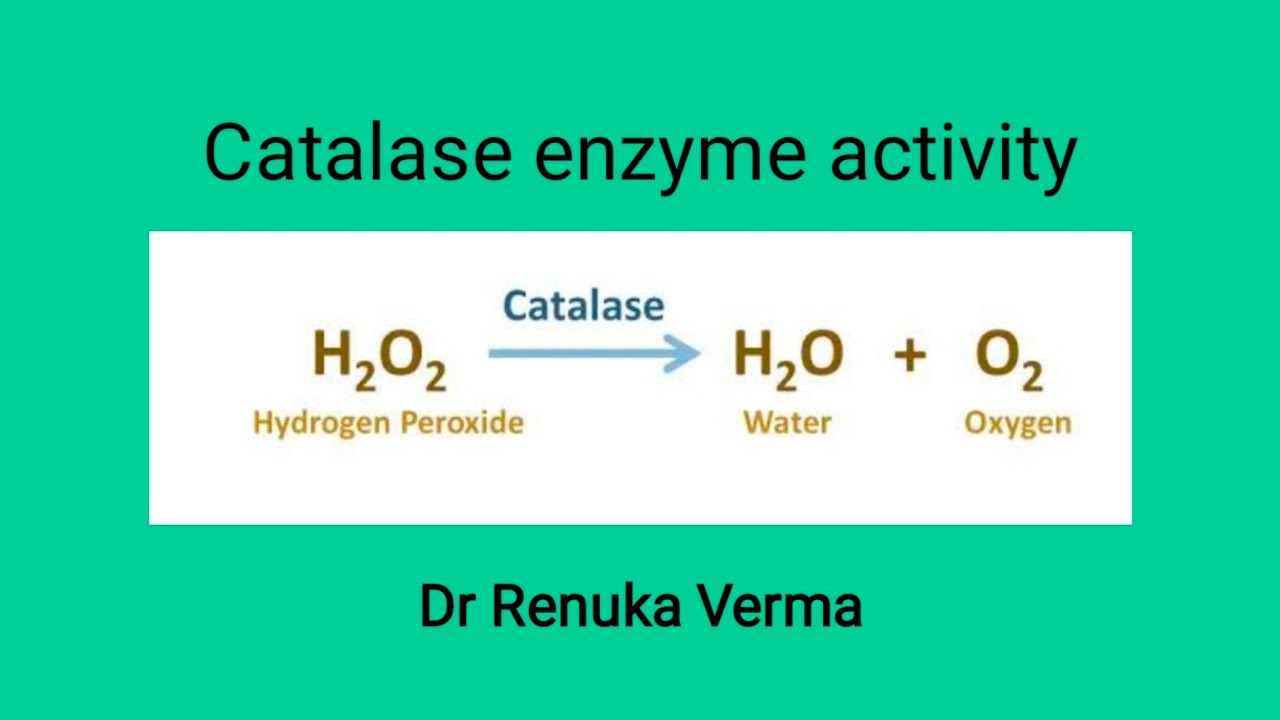 Catalase enzyme activity experiment