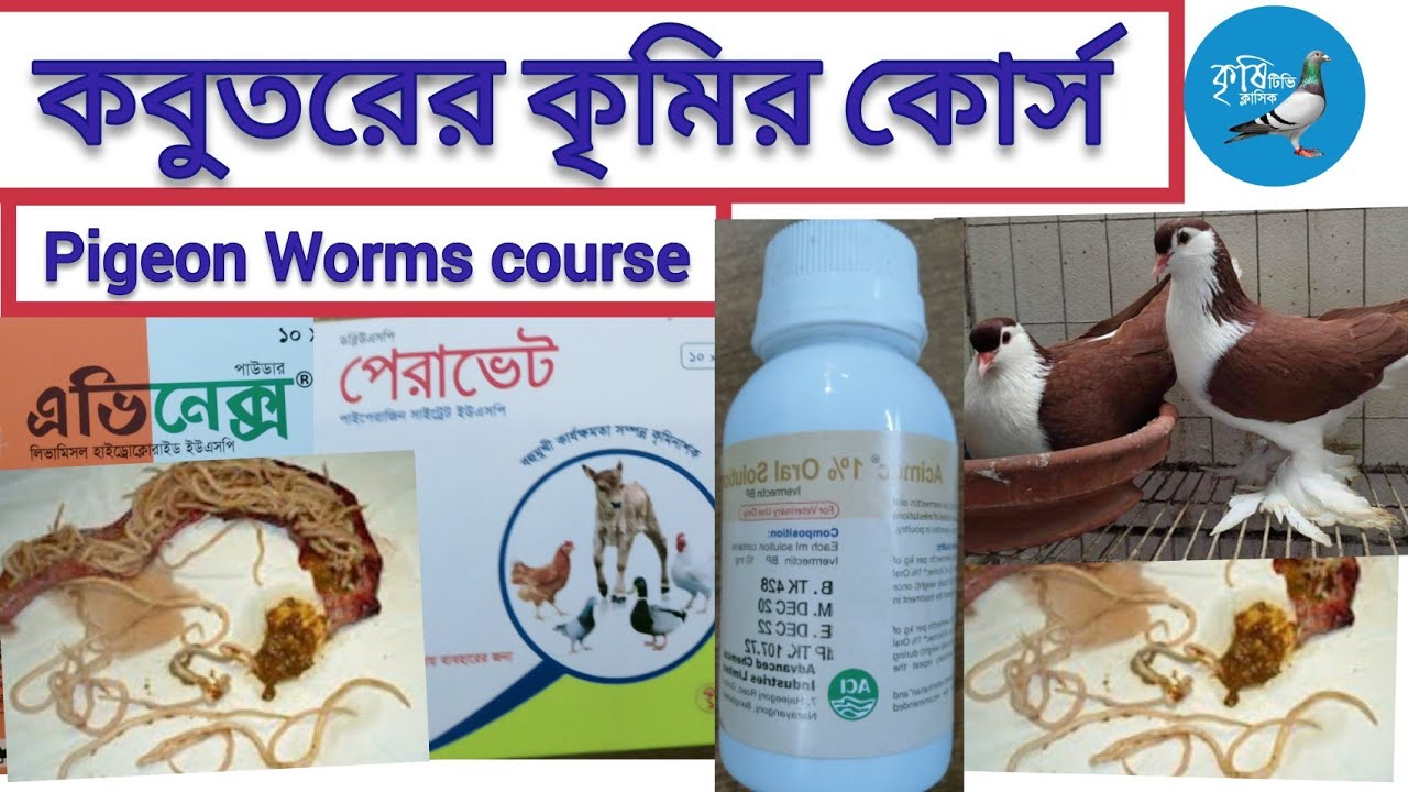 কবুতরের কৃমির কোর্স স্পেশাল। Pigeon worms course new.