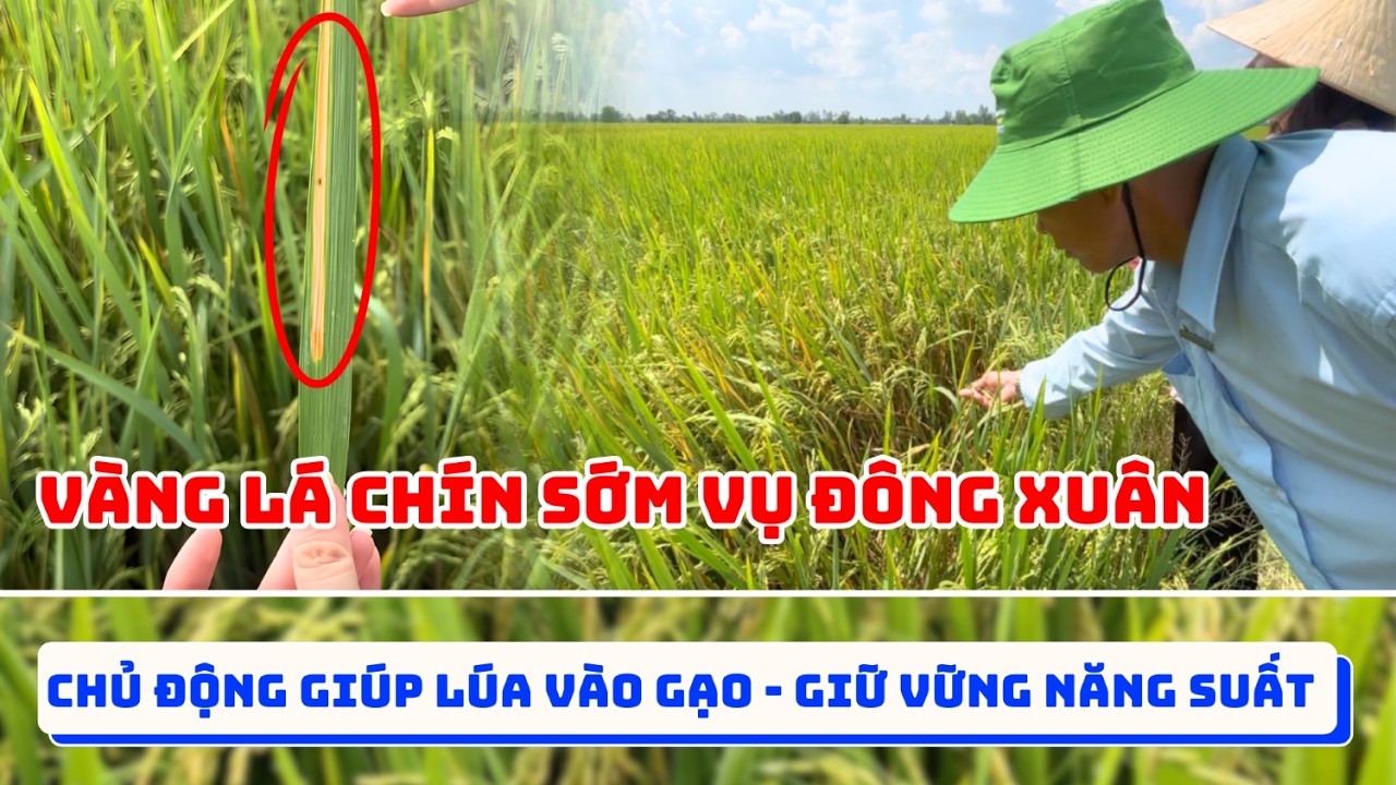 QUẢN LÝ VÀNG LÁ CHÍN SỚM VỤ ĐÔNG XUÂN| CHỦ ĐỘNG GIÚP LÚA VÀO GẠO - GIỮ VỮNG NĂNG SUẤT