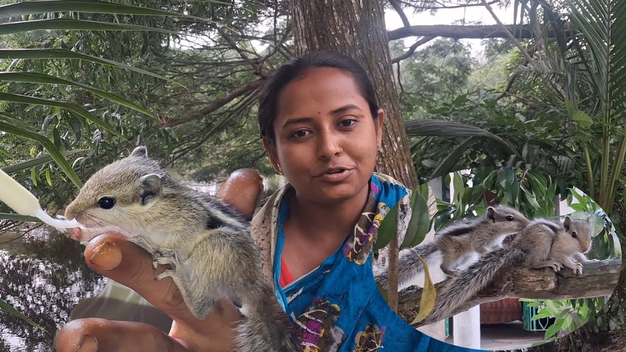 অল্প কয়েক দিনের আদর যত্নে চার চারটি কাঠবিড়ালির বাচ্চা কে বাঁচিয়ে প্রকৃতির মাঝে ফিরিয়ে দিলাম
