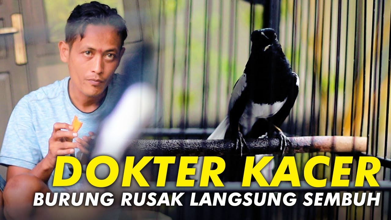 Dokter Kacer: Cara Memperbaiki Kacer Rusak Bisa Jadi Juara Lagi