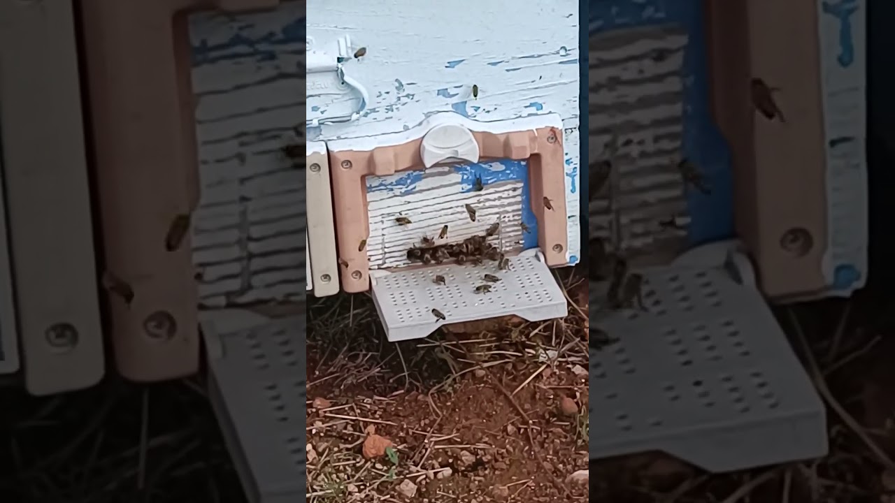 11.02.2026 Adana Kozan #adana #kozan #keşfet #arıcılık #arı #bee #honey 