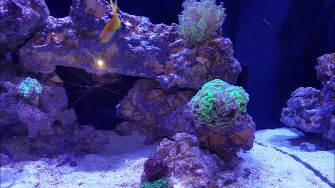 Red Sea reefer 170 Deluxe