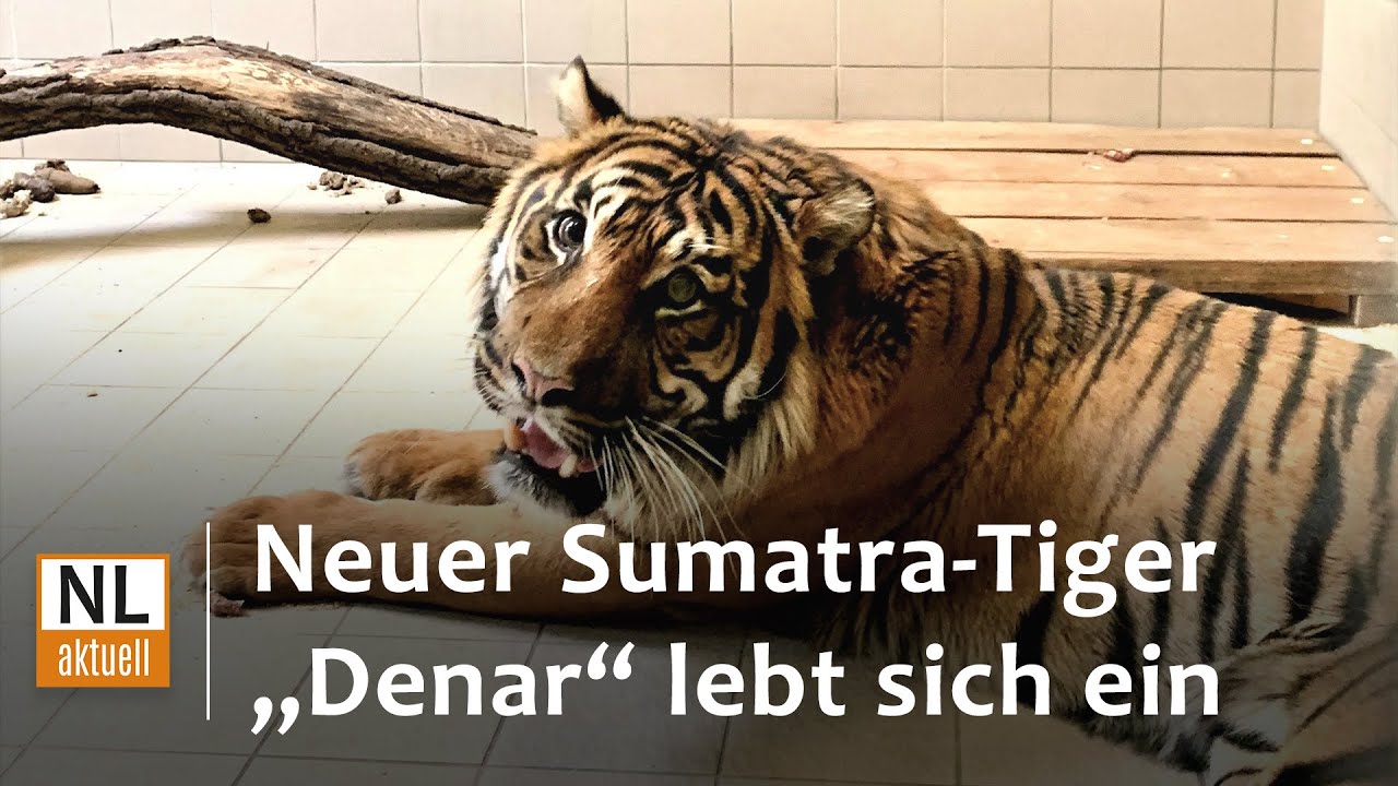 Tierpark Cottbus | Neuer Sumatra-Tiger „Denar“ lebt sich ein