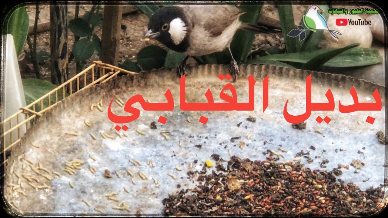 محمية طيور ونباتات /الفيدو الكامل لأنتاج البديل الناجح للقبابي bsf (60)