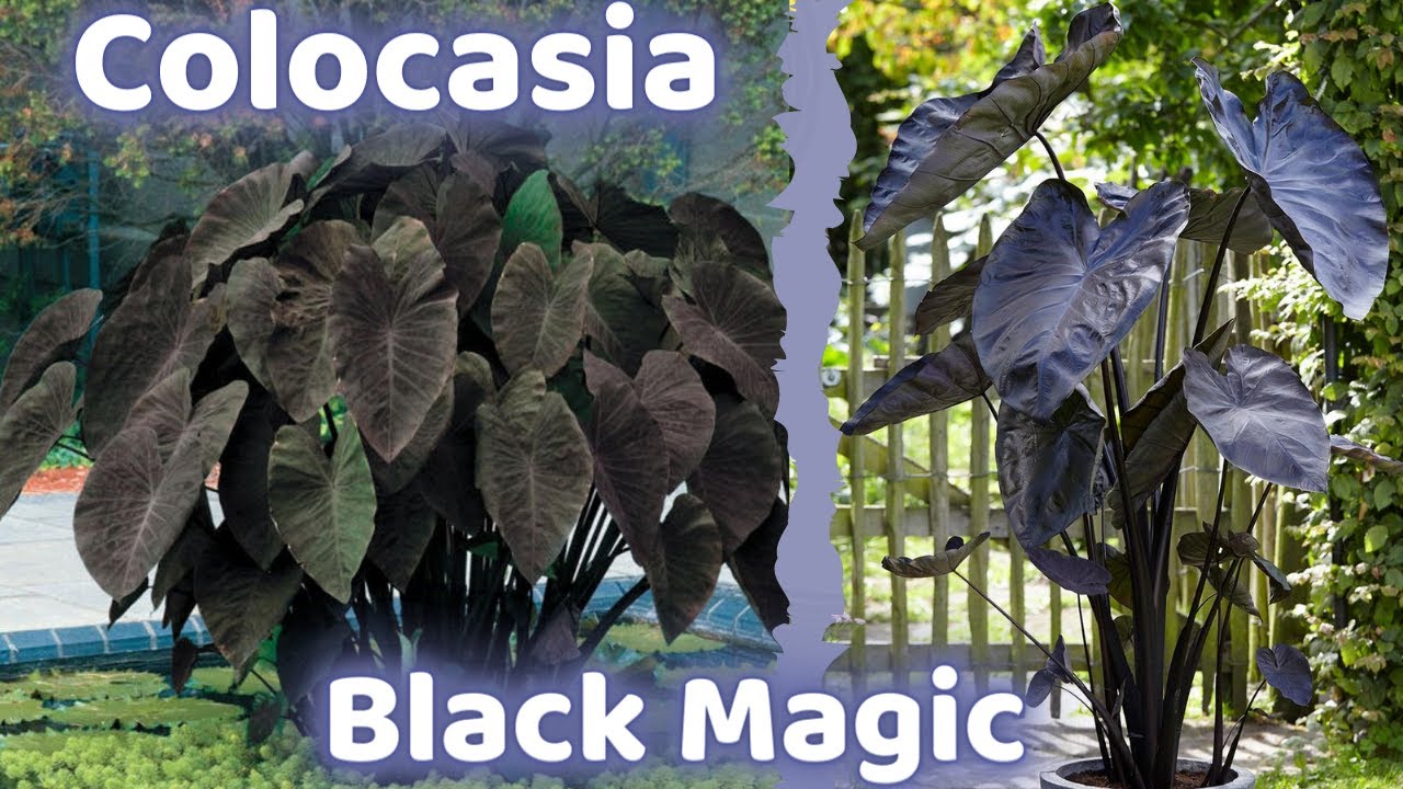 SECRETOS PARA CUIDAR UNA COLOCASIA BLACK MAGIC || PLANTA DE INTERIOR