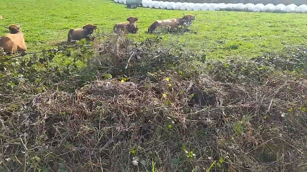 FERTILIDAD EN PASTOREO