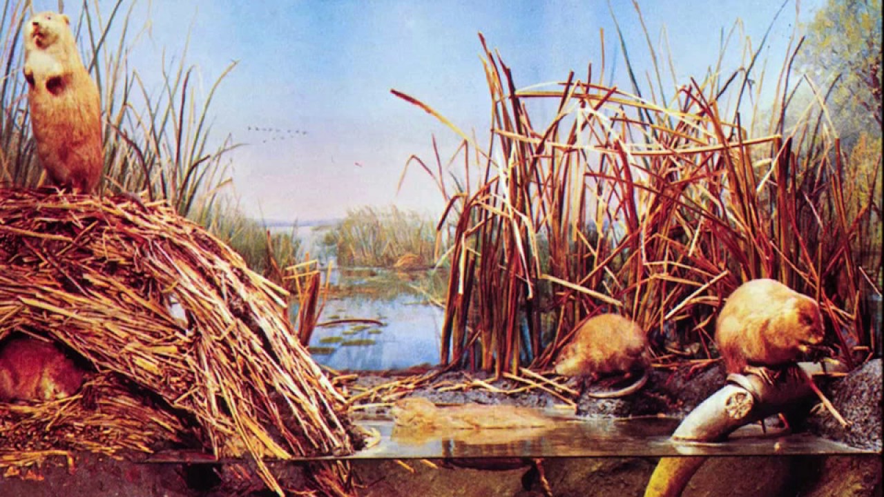 Moving Minnesota: Re-inventing the Bell Museum Dioramas by Don Luce