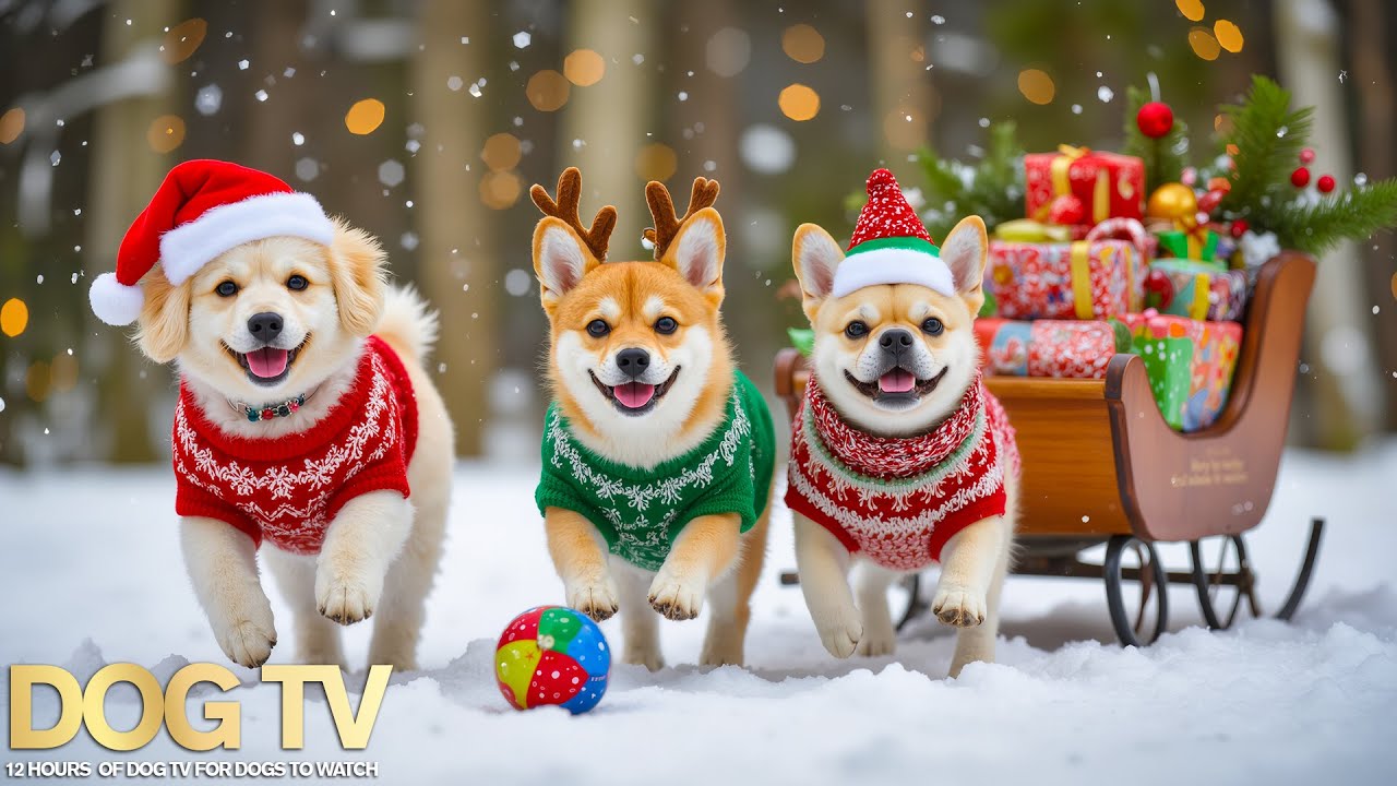12 Hours of Dog TV for Dogs to Watch❄️Anti Anxiety Music for Dogs💖Deep Sleep & Anxiety Relief Music