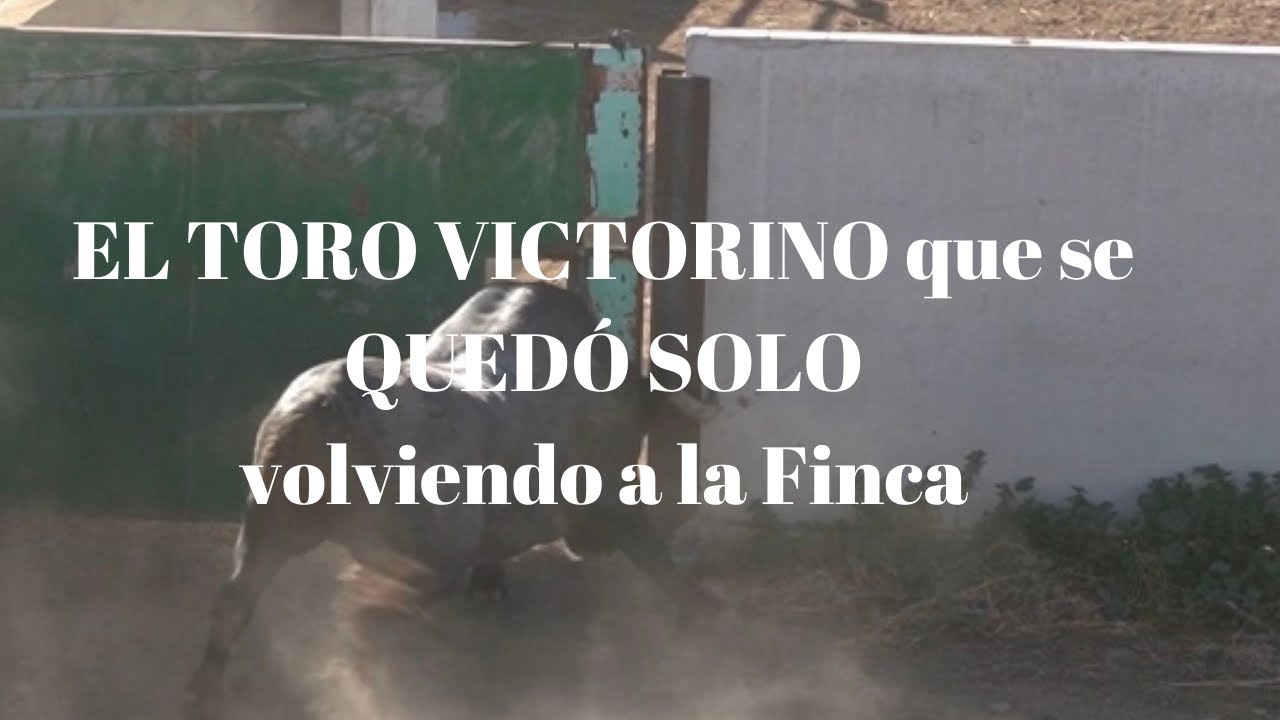 ¿Que me dices del TORO VICTORINO  que iba a COLOMBIA que SE QUEDÓ SOLO volviendo a la Finca?