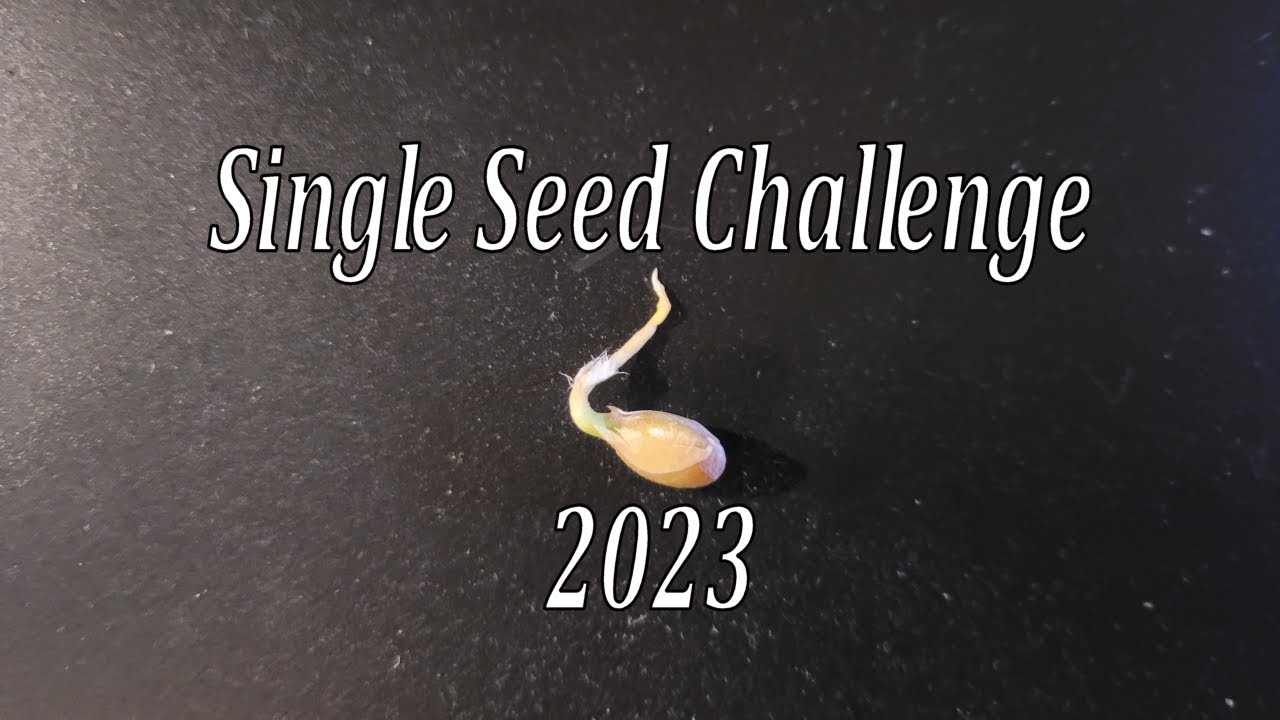 Single Seed Challenge 2023