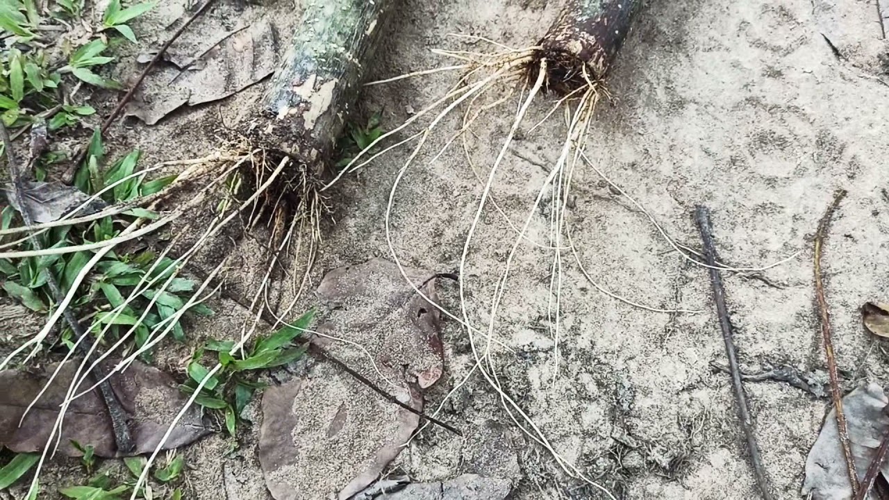 CIMO E A RAÍZ DA ESTACA VIVA (GLIRICÍDIA)