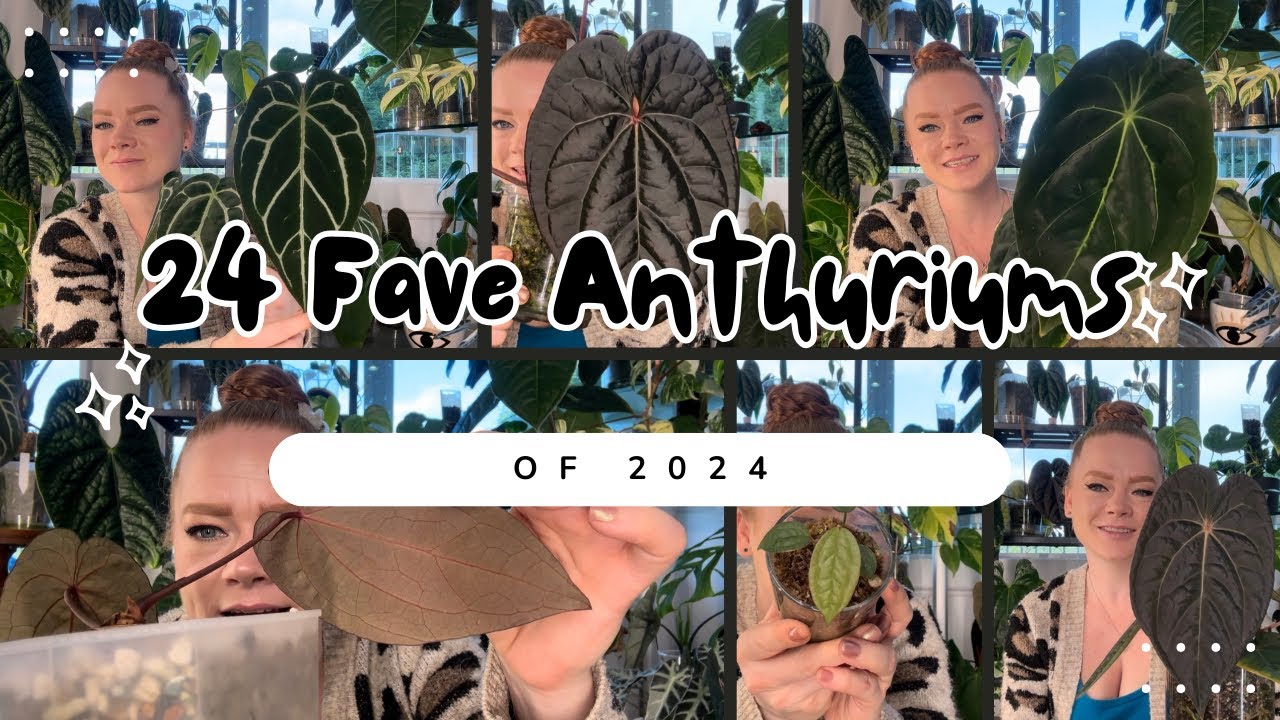 Top 24 Anthuriums in my Collection of &lsquo;24 🌿✨