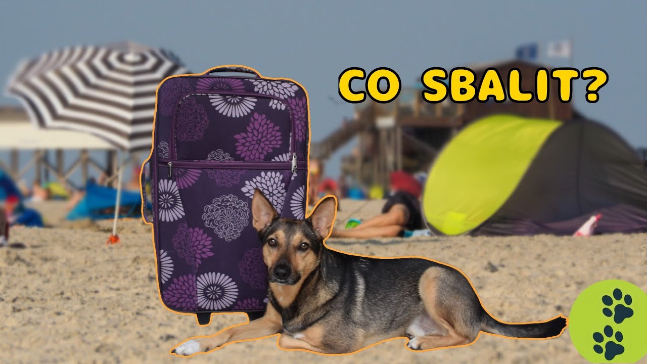Co sbalit na dovolenou se psem?