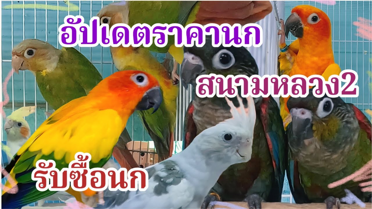 อัปเดตราคานก สนามหลวง2 นก อาหาร อุปกรณ์ ของเล่น รับซื้อนก ร้านพี่อั๋น 