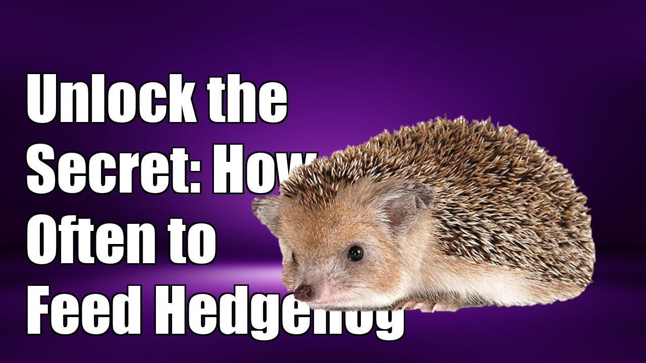 Unlock the Secret: How Often to Feed Your African Pygmy Hedgehog!