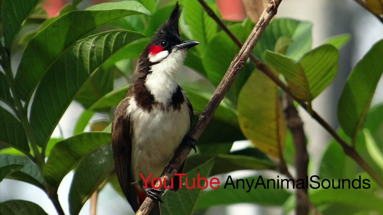 Nightingale Sound (Nightingale Voice, Nightingale Call, Nightingale Voice, Nightingale Audio)