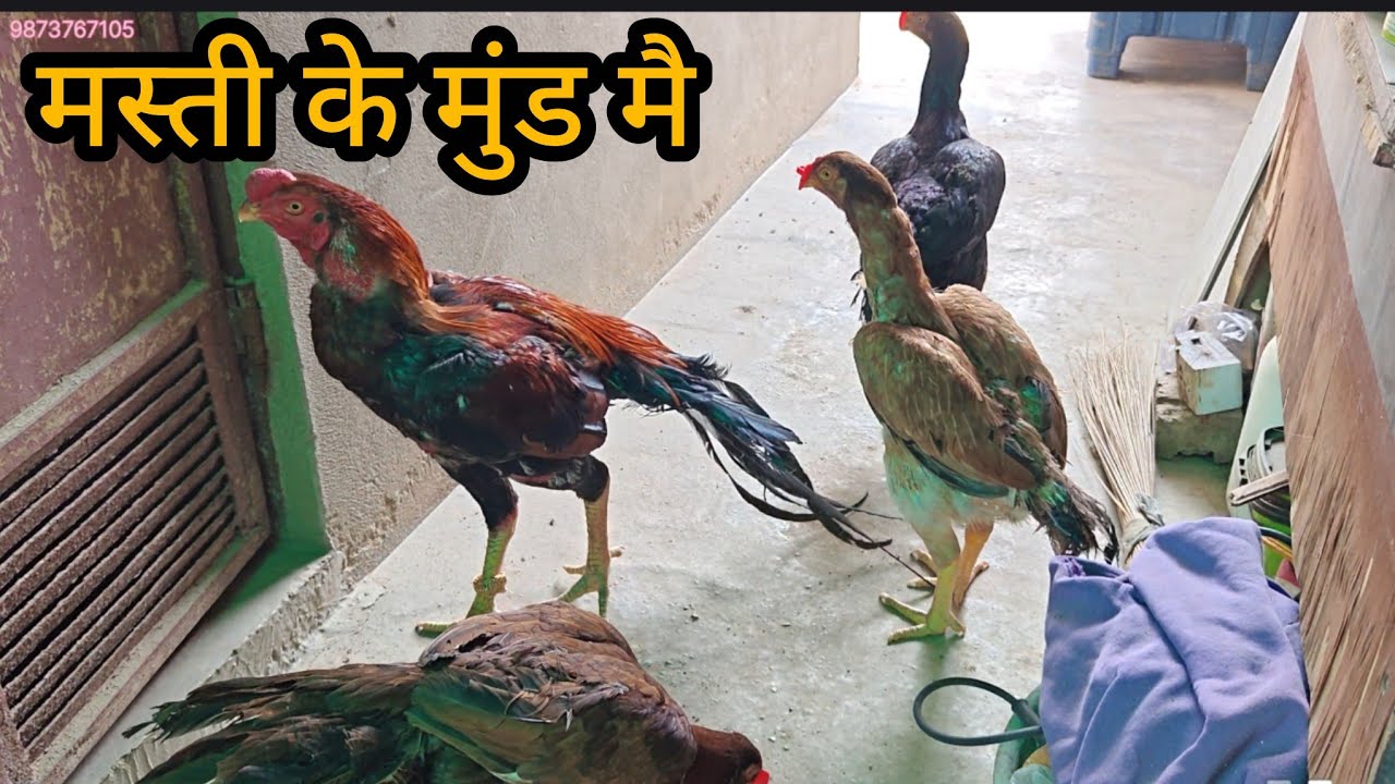 Teeno Ka Nasta