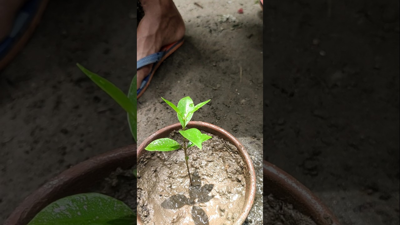 How to grow jamun tree from seeds #shorts #viralshorts #viral #jamun #jamuntree