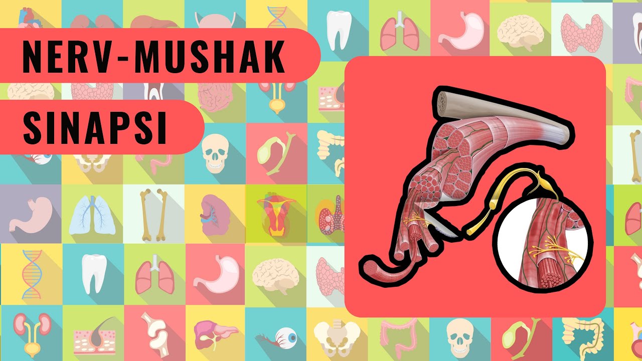 NERV MUSHAK SINAPSI  |  NEYROMUSKULYAR SINAPS